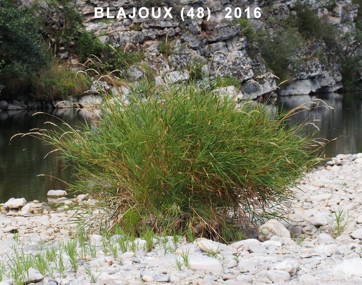 Canary grass, Reed plant